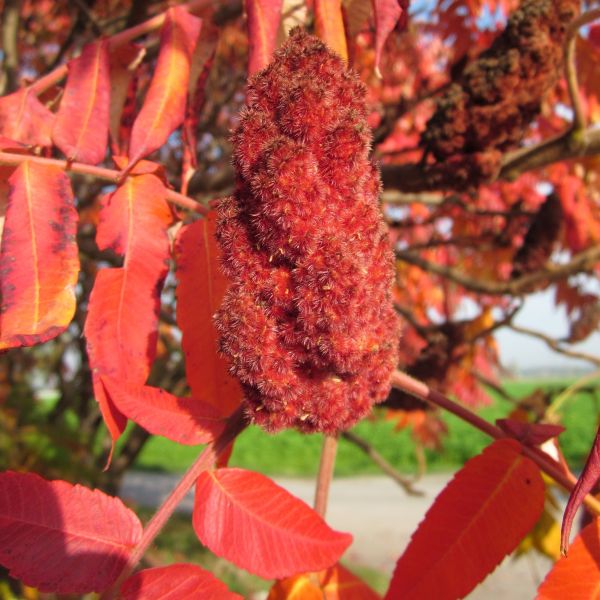 Staghorn Sumac - Image 4
