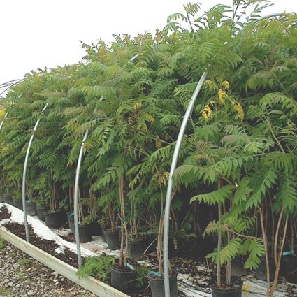 Staghorn Sumac - Image 5