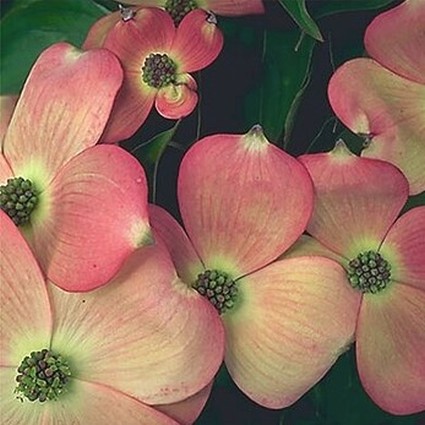 Stellar Pink Dogwood