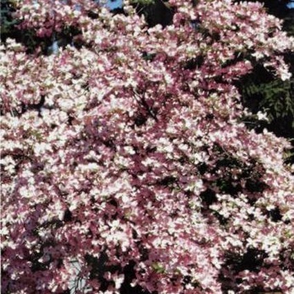 Stellar Pink Dogwood - Image 4