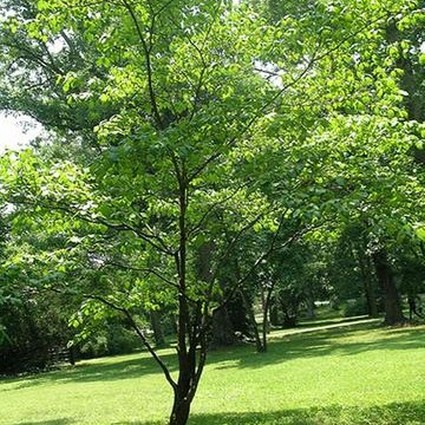 Stellar Pink Dogwood - Image 3