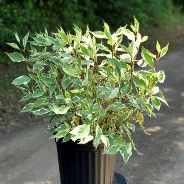 Strawberry Daiquiri Siberian Dogwood - Image 2