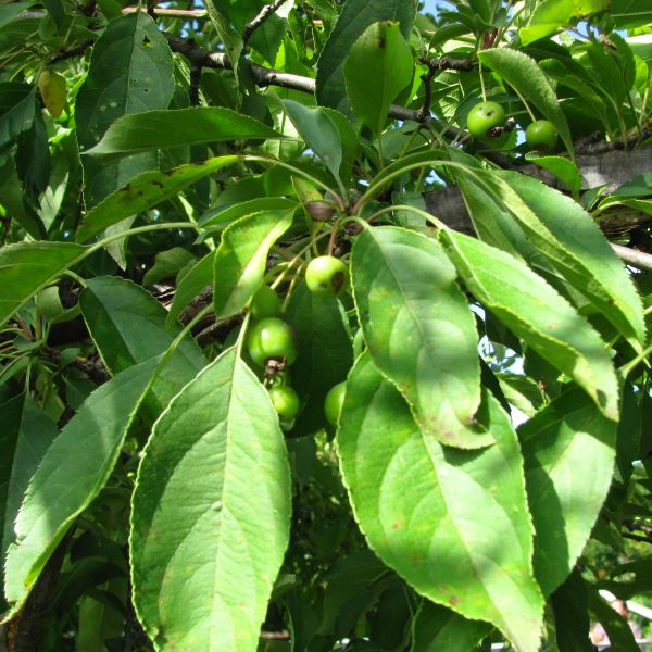 Sugar Tyme Crabapple - Image 5