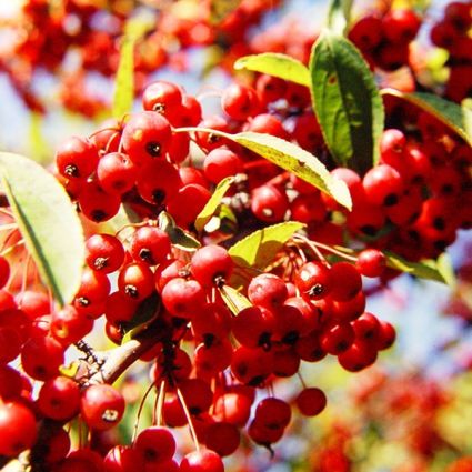 Sugar Tyme Crabapple - Image 2