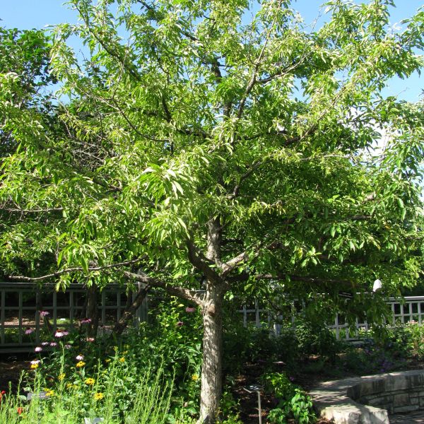 Sugar Tyme Crabapple - Image 4