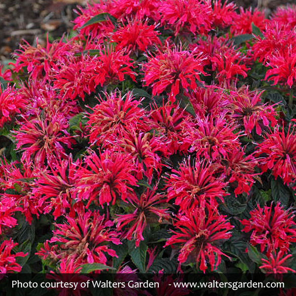 Sugar Buzz® Cherry Pops Bee Balm - Image 3