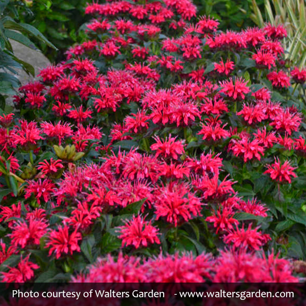 Sugar Buzz® Cherry Pops Bee Balm - Image 4