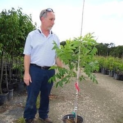 Sumner Pecan Tree - Image 3