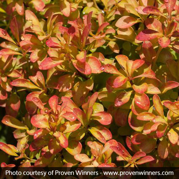 Sunjoy® Gold Beret Barberry - Image 5