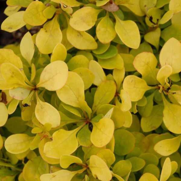 Sunjoy® Gold Beret Barberry - Image 3