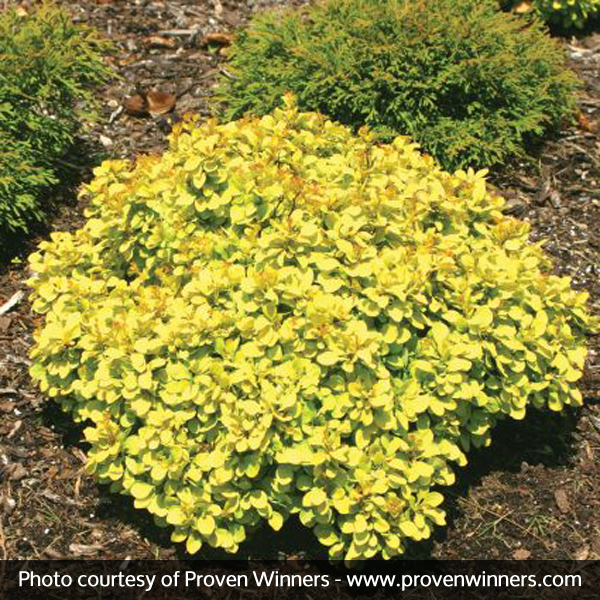 Sunjoy® Gold Beret Barberry