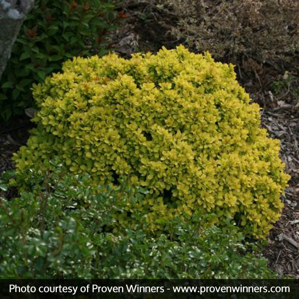 Sunjoy® Gold Beret Barberry - Image 4