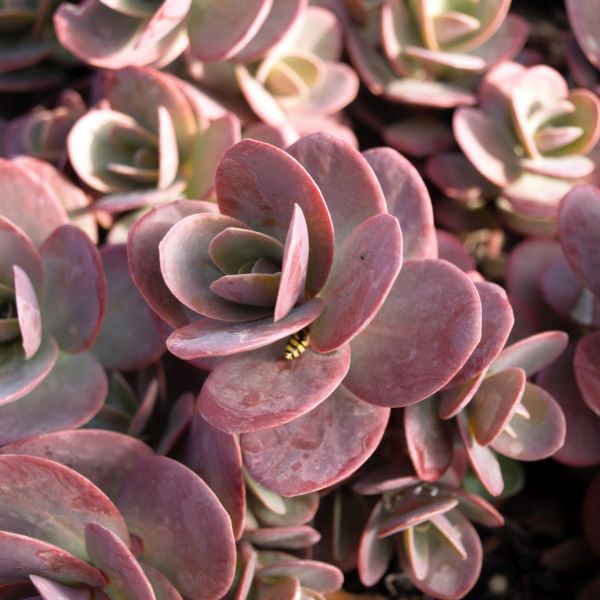 Sunsparkler Cherry Tart Sedum - Image 4