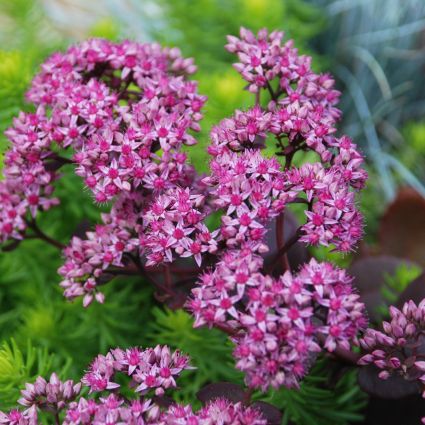 Sunsparkler Cherry Tart Sedum