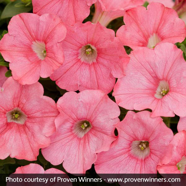 Supertunia® Bermuda Beach® Petunia