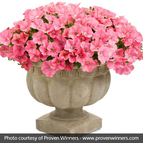 Supertunia® Bermuda Beach® Petunia - Image 4