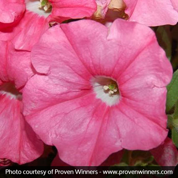 Supertunia® Bermuda Beach® Petunia - Image 3