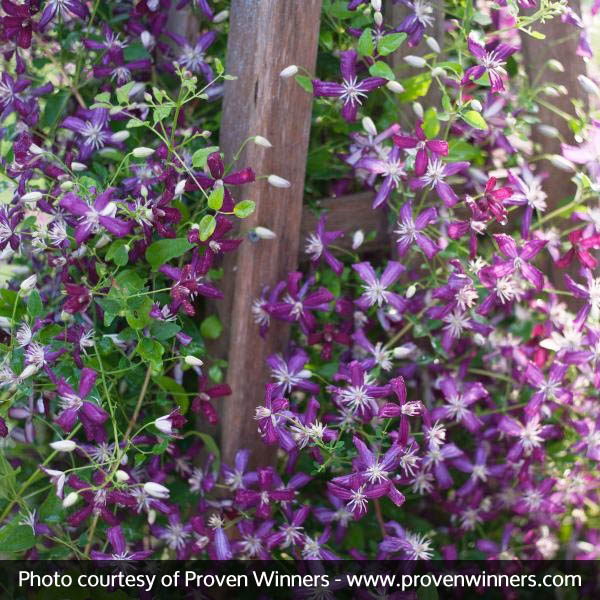 Sweet Summer Love Clematis - Image 5