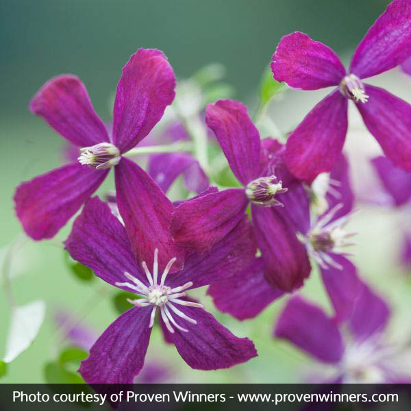 Sweet Summer Love Clematis - Image 3