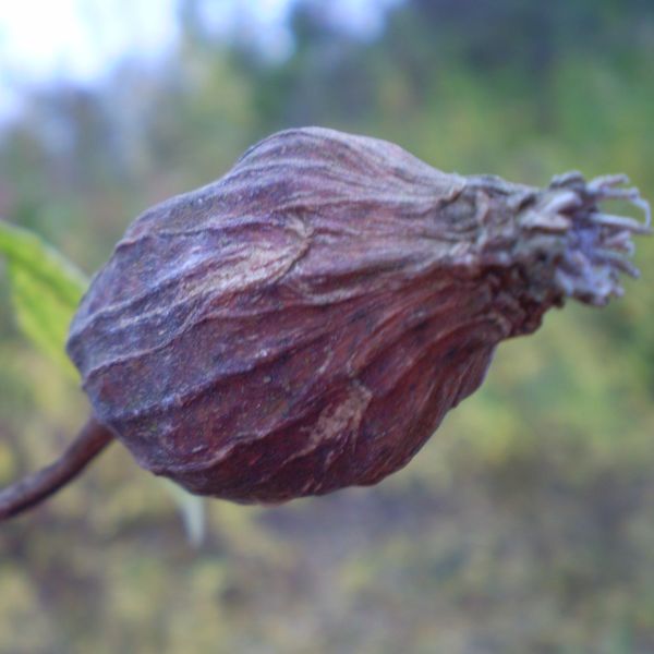 Sweetshrub - Image 5