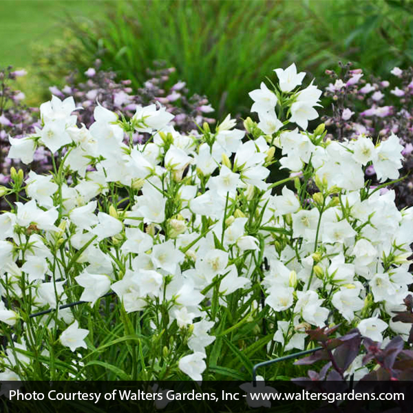 Takion White Peachleaf Bellflower