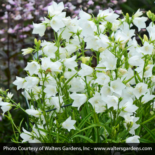 Takion White Peachleaf Bellflower - Image 3