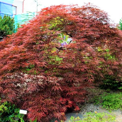 Tamukeyama Japanese Maple