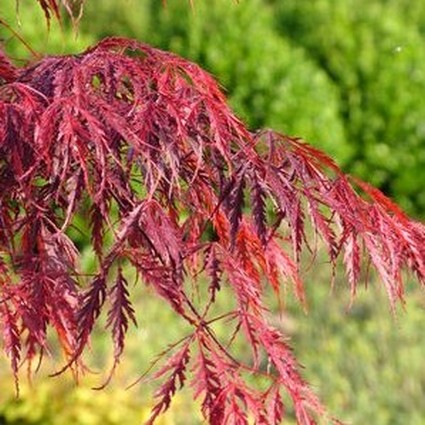 Tamukeyama Japanese Maple - Image 4