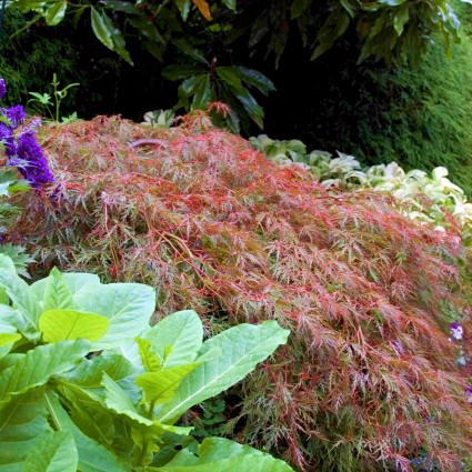 Tamukeyama Japanese Maple - Image 5