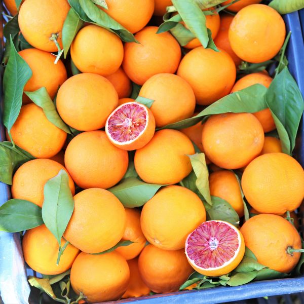 Tarocco Blood Orange Tree - Image 3