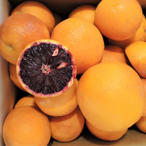 Tarocco Blood Orange Tree - Image 4