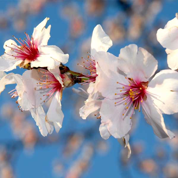 Texas Mission Almond Tree - Image 2
