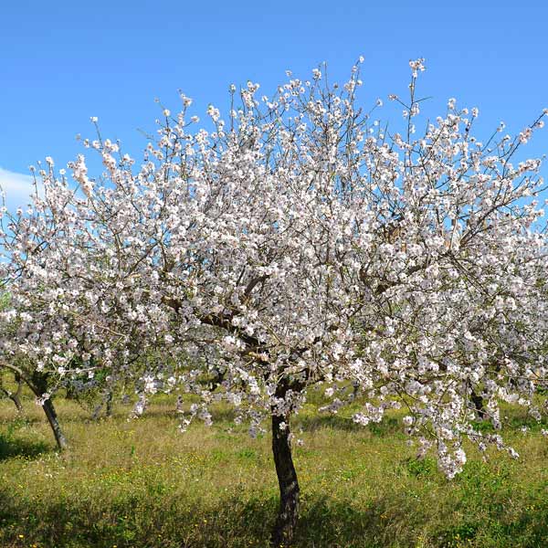 Texas Mission Almond Tree - Image 3