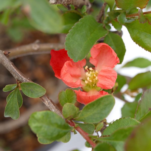 Texas Scarlet Flowering Quince - Image 4