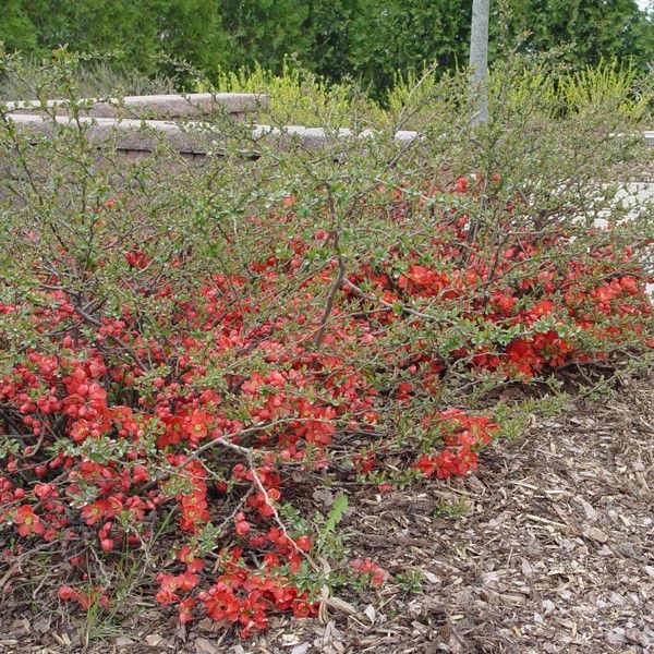 Texas Scarlet Flowering Quince - Image 3