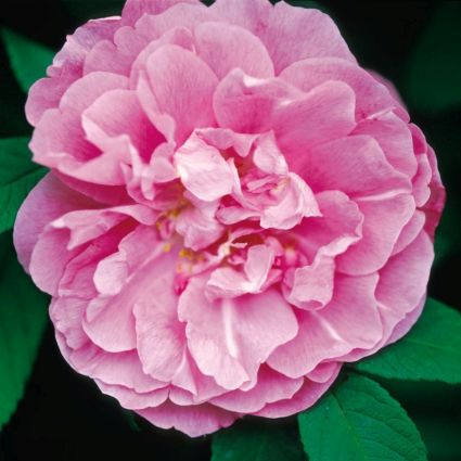 Therese Bugnet Rose - Image 3