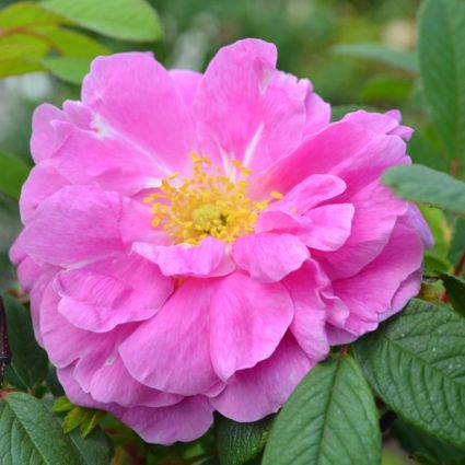 Therese Bugnet Rose - Image 5