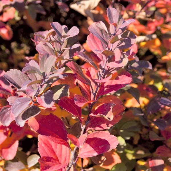 Tor Spirea - Image 5