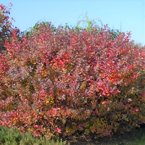Tor Spirea - Image 4