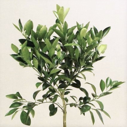 Trovita Orange Tree - Image 4