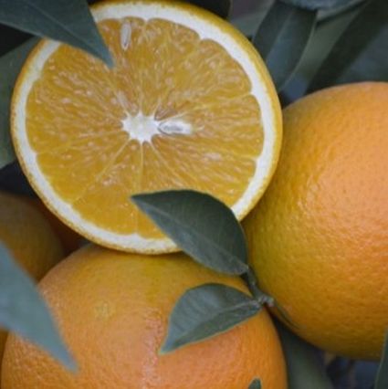 Trovita Orange Tree - Image 3