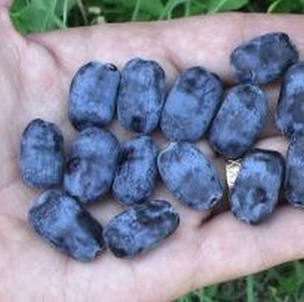 Tundra Honeyberry - Image 3