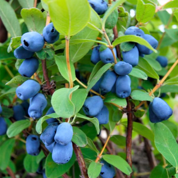Tundra Honeyberry