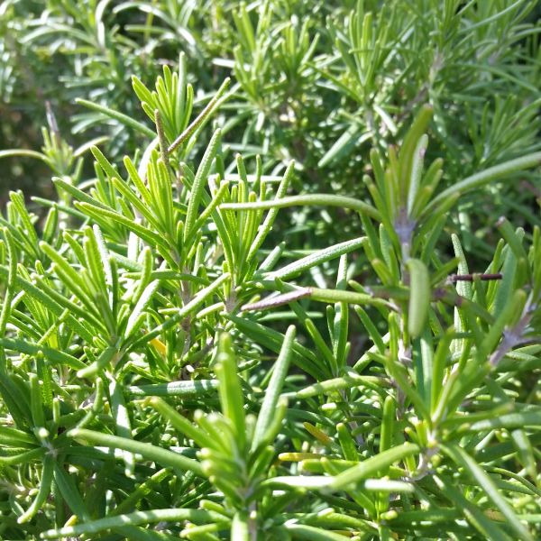 Tuscan Blue Rosemary - Image 2