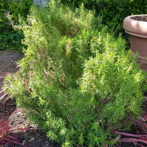 Tuscan Blue Rosemary - Image 4