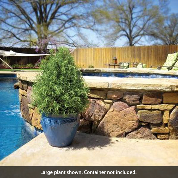 Tuscan Blue Rosemary