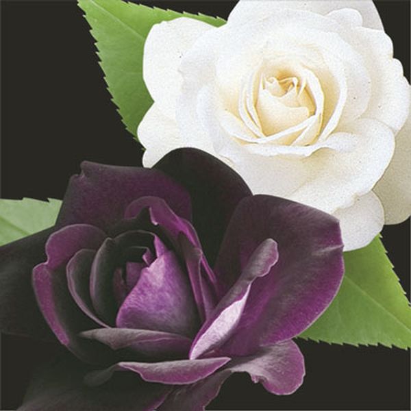 Two-fer® Burgundy Iceberg & Iceberg Rose Tree