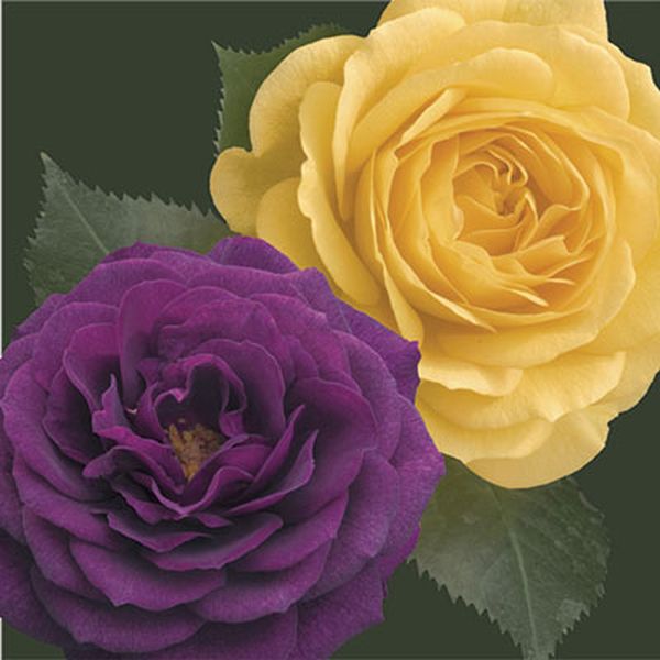 Two-fer® Ebb Tide™ & Julia Child Rose Tree