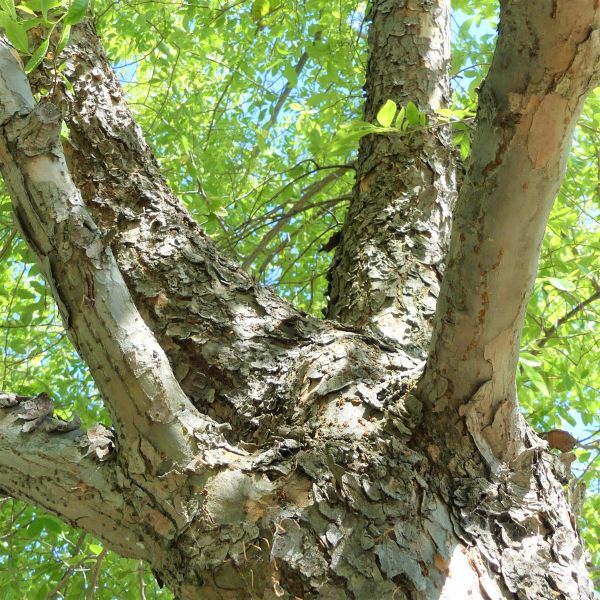 Bosque Elm - Image 5