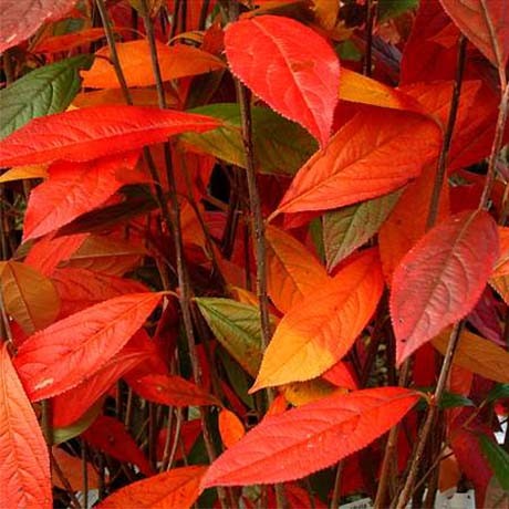 Upright Red Chokeberry - Image 3